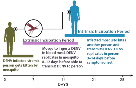 Complete Guide to Understanding the Timeline: How Long Does It Take to Get the Flu After Exposure? Learn More About Symptoms in 2025!