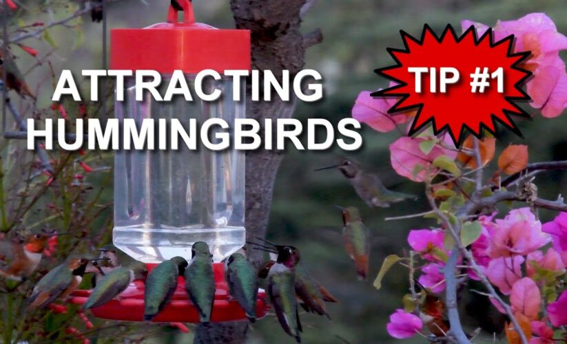 Essential Guide to How to Attract Hummingbirds Effectively in 2025!