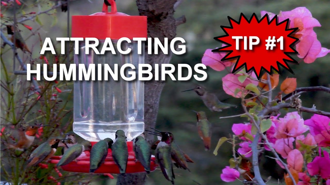 Essential Guide to How to Attract Hummingbirds Effectively in 2025!