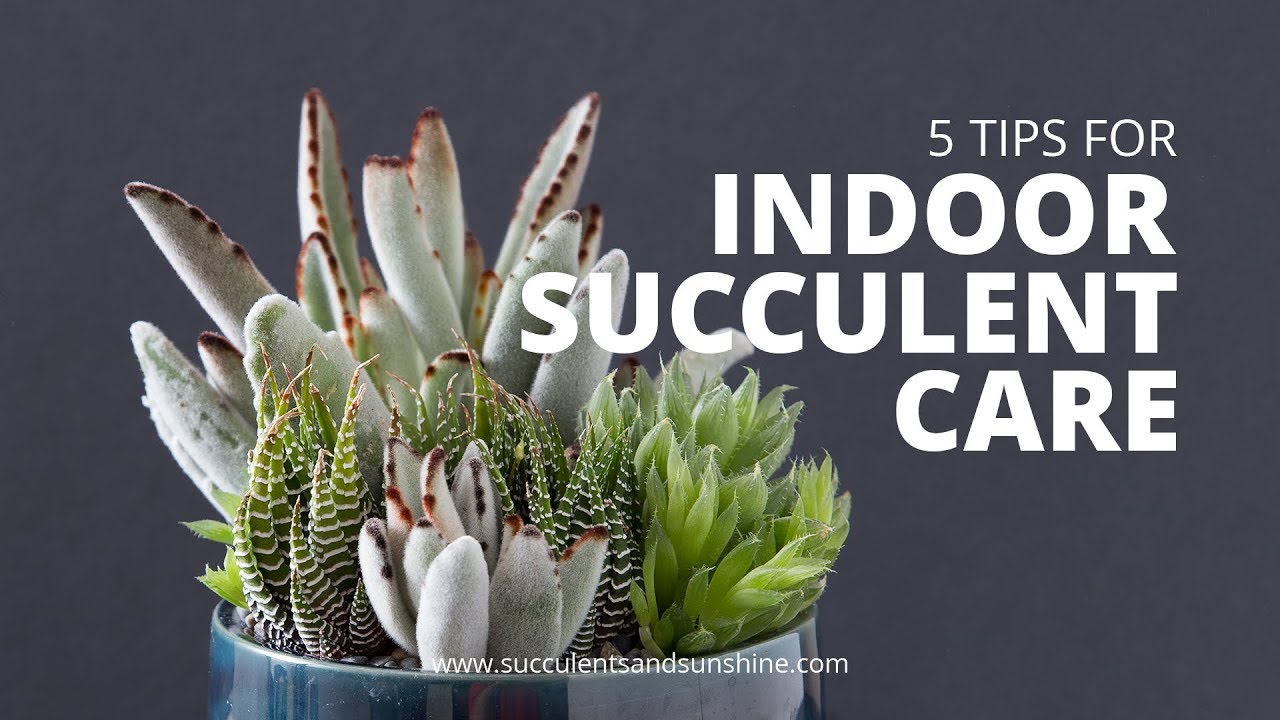 Effective Ways to Care for Succulents in 2025: Discover Smart Tips for Thriving Plants