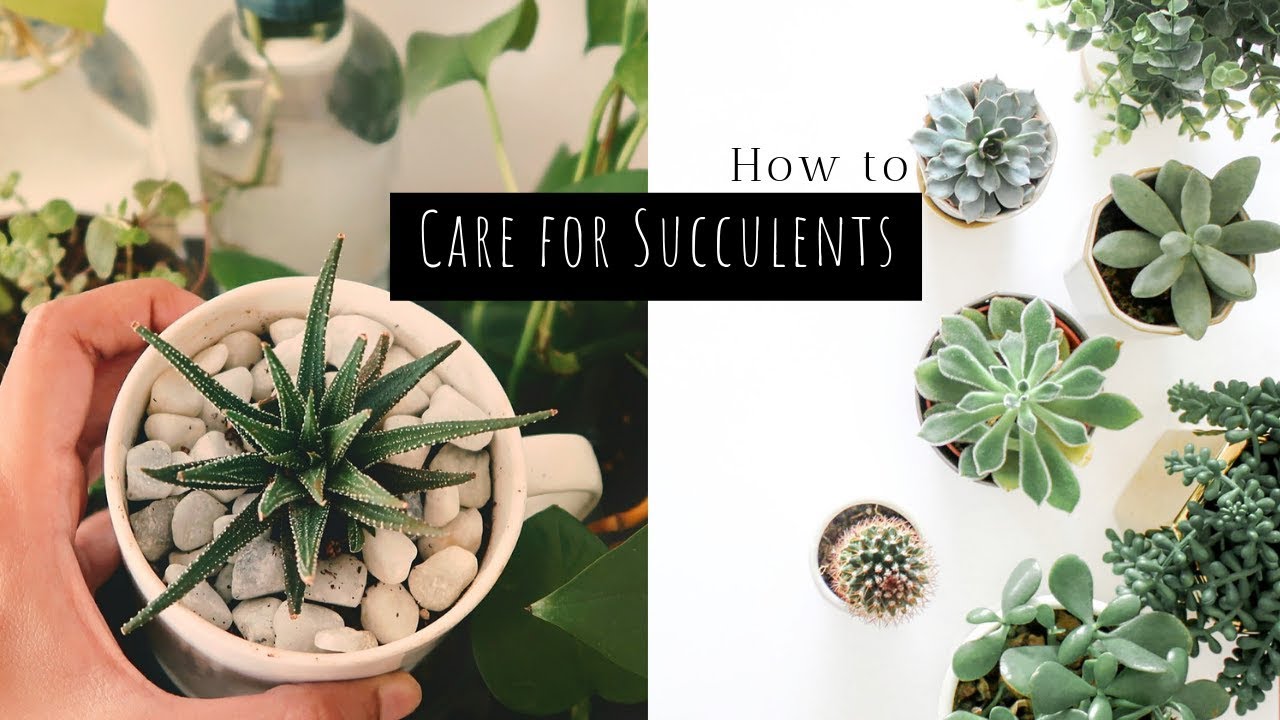 Succulent plants care