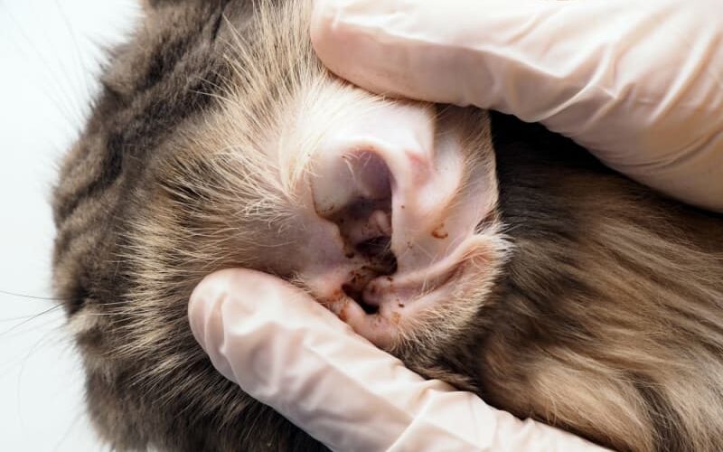 How to Properly Check for Ear Mites in Cats: Essential Tips for 2025