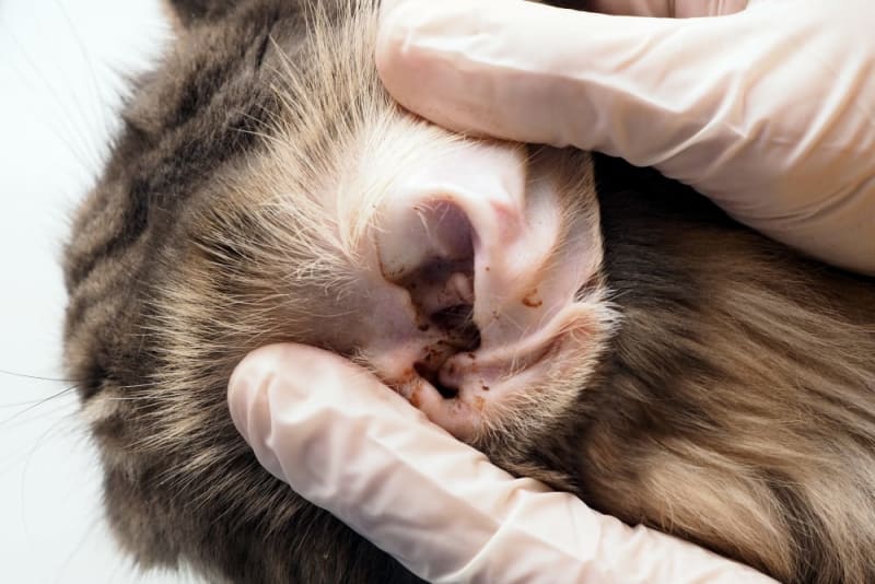 How to Properly Check for Ear Mites in Cats: Essential Tips for 2025