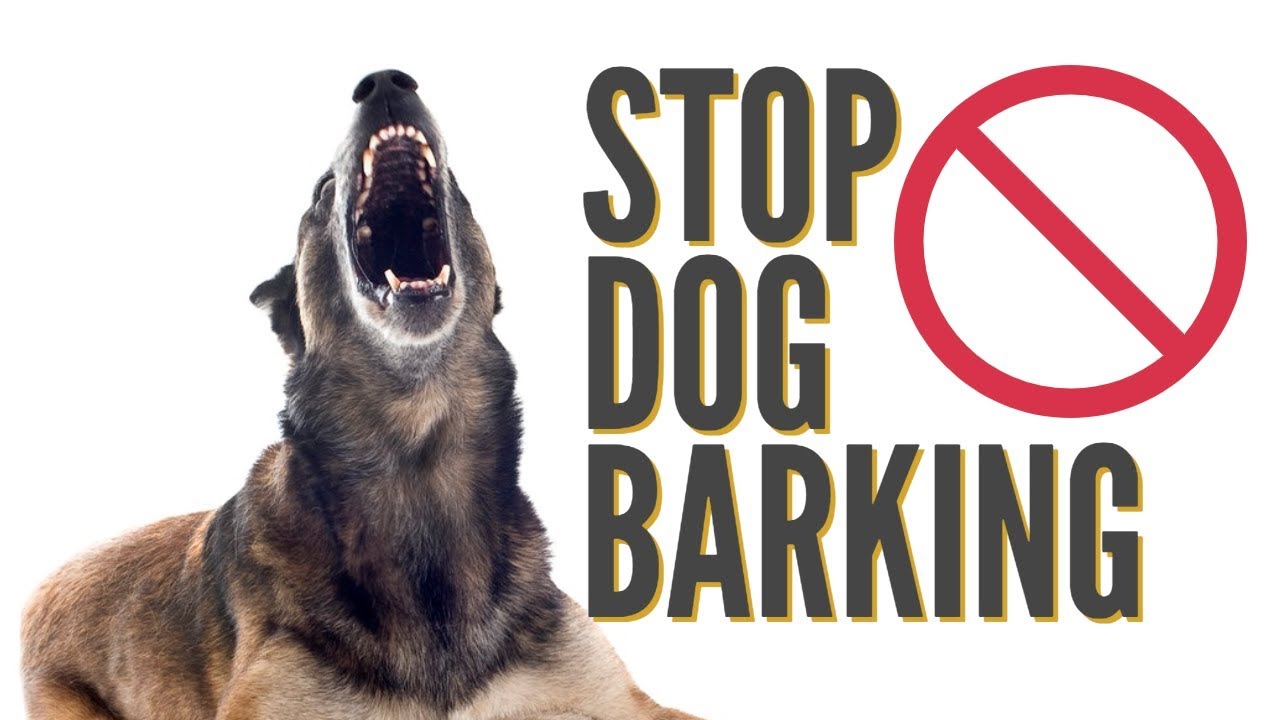 Training a dog to stop barking