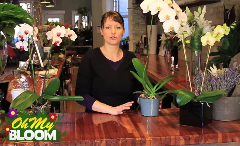 Effective Ways to Take Care of Orchids in 2025 for Healthier, Blooming Plants