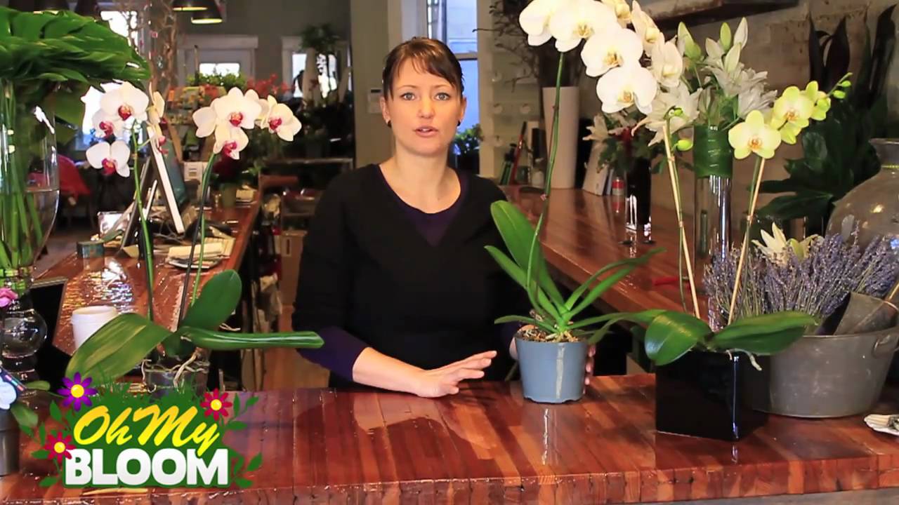 Effective Ways to Take Care of Orchids in 2025 for Healthier, Blooming Plants