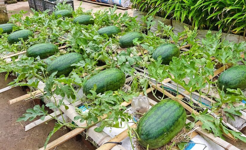 Smart Ways to Grow Watermelon in 2025: Essential Tips for a Successful Harvest