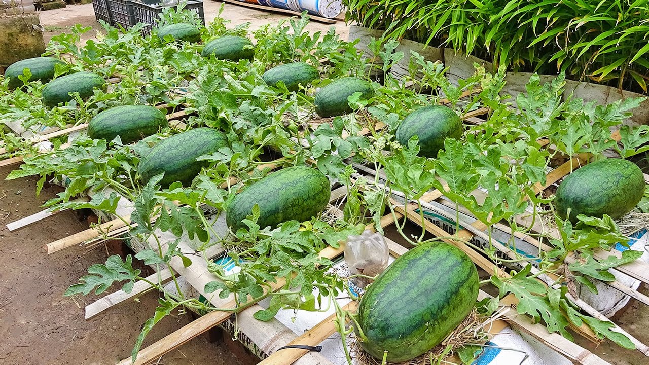 Smart Ways to Grow Watermelon in 2025: Essential Tips for a Successful Harvest