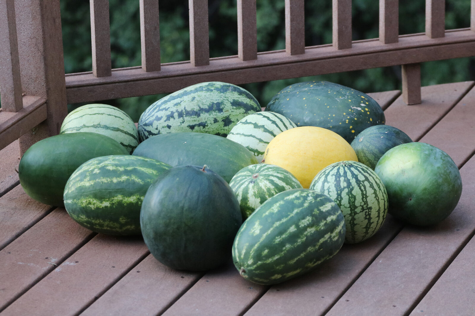 Growing Watermelon