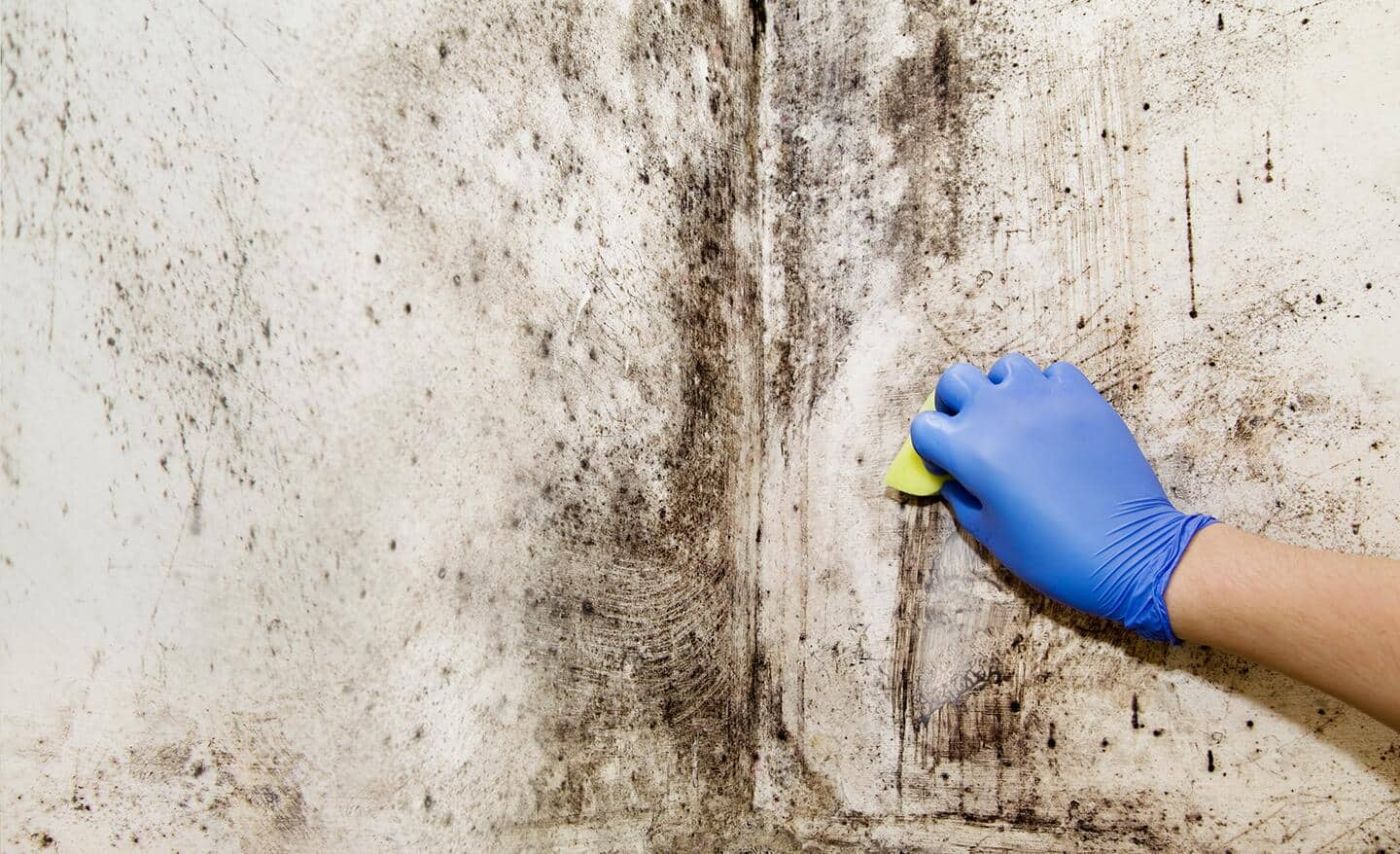 Effective Ways to Clean Black Mold: Discover Practical Solutions for a Healthier Home in 2025