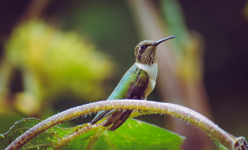 How to Properly Make Hummingbird Nectar for a Vibrant Backyard in 2025