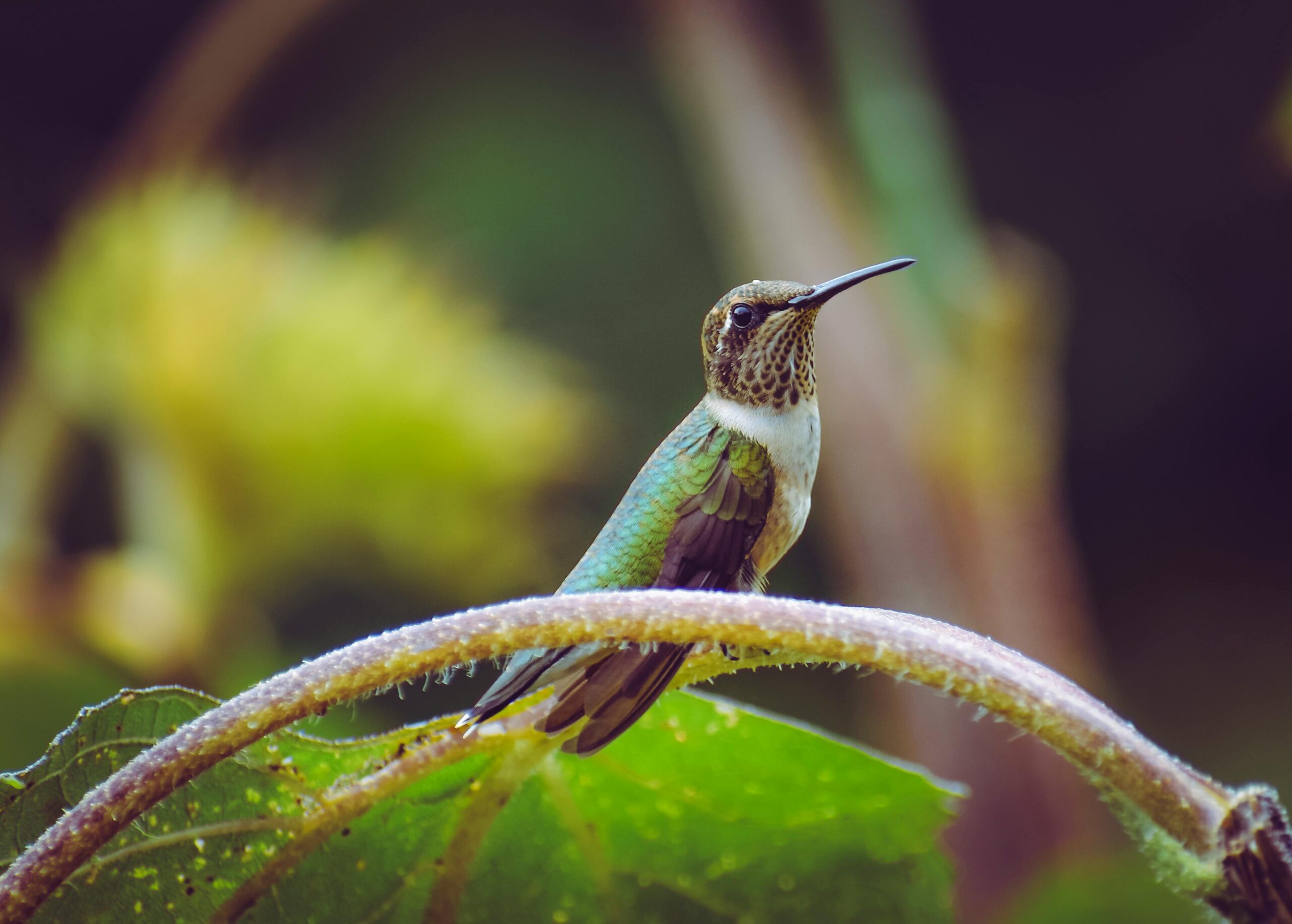 How to Properly Make Hummingbird Nectar for a Vibrant Backyard in 2025