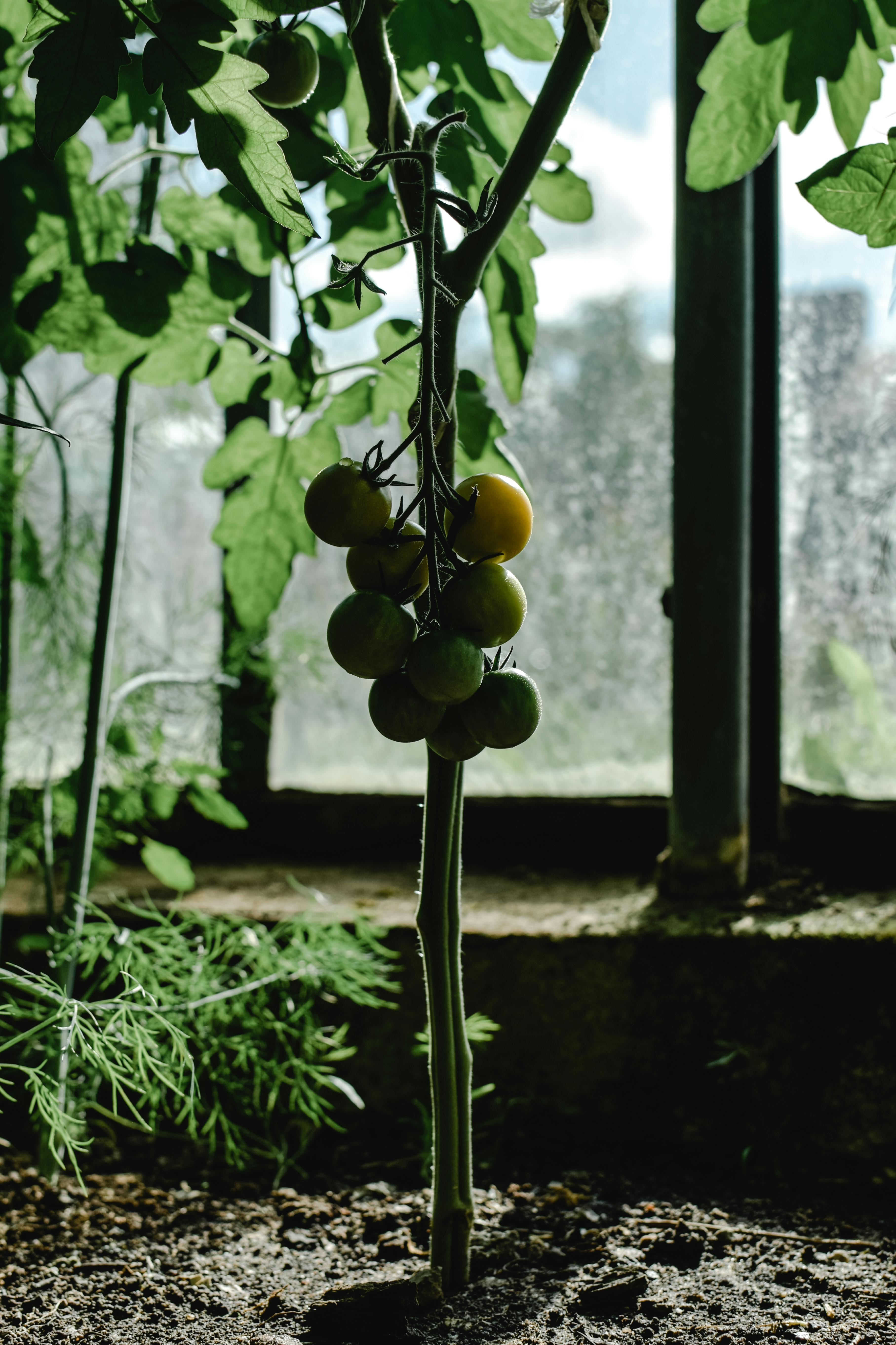 Effective Tomato Planting Techniques