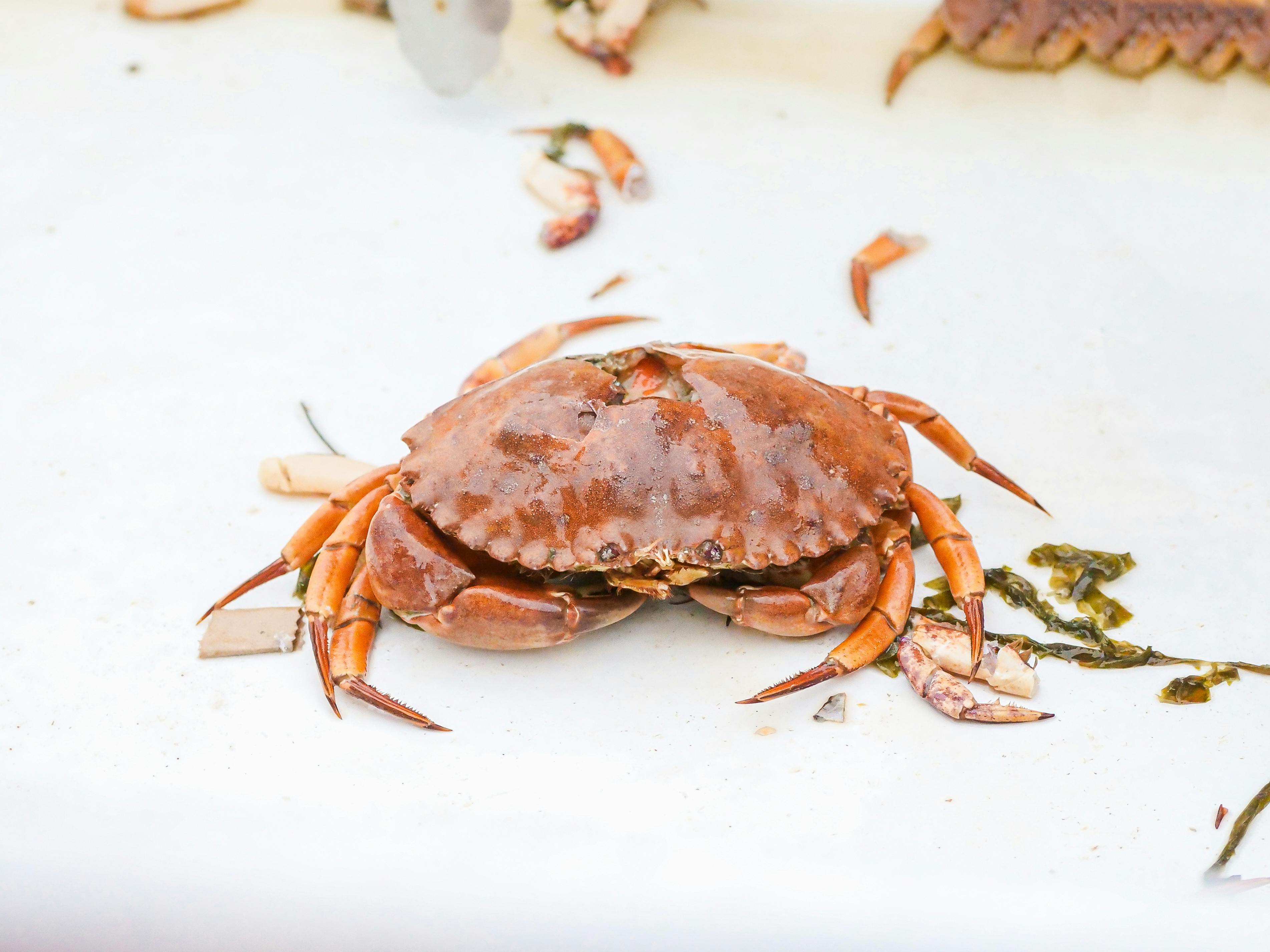 Delicious cooked crab legs